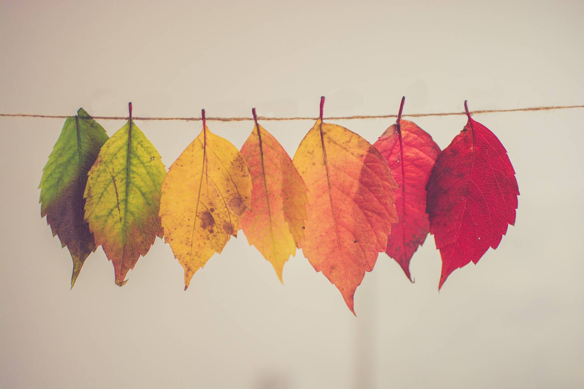Image of 7 leaves hanging on a washing line. The first leaf is green, and the colour gradually fades, turning into red, with the last leaf being bright red
